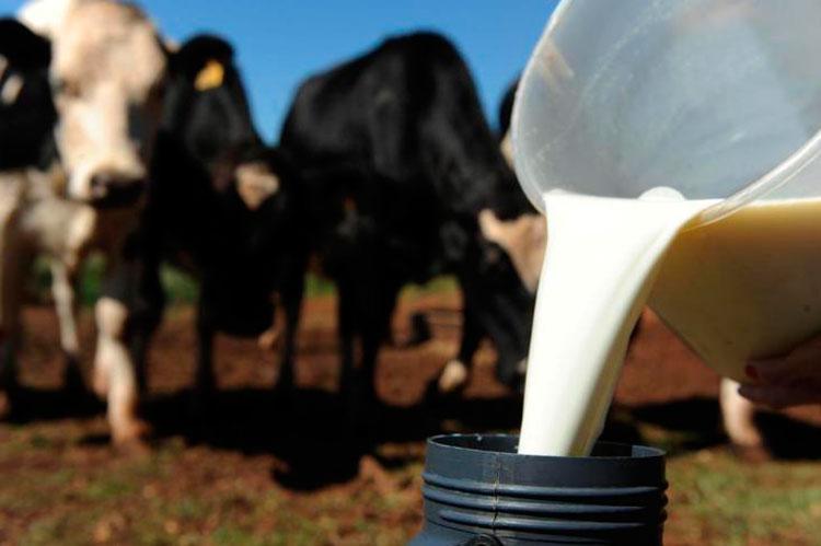 Em MG, produtores se unem e conseguem R$ 1,55 por litro de leite