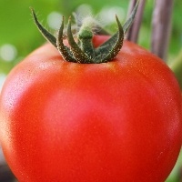 Publicação destaca vantagens no uso de coberturas vivas no plantio de tomate