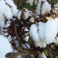 Manejo do bicudo no algodão orgânico é tema de live