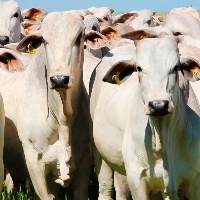 CNA debate reforma tributária e protocolo de monitoramento bovino