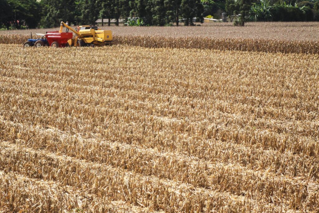 Boletim agropecuário destaca colheita do milho no Paraná