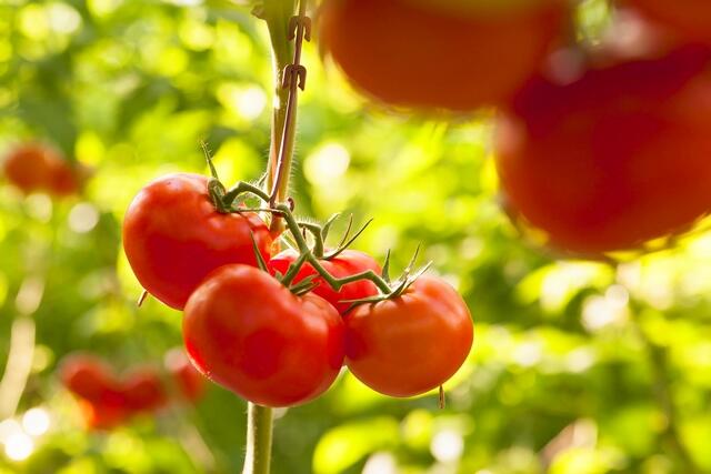 Clima em setembro preocupa produtores de tomate estaqueado